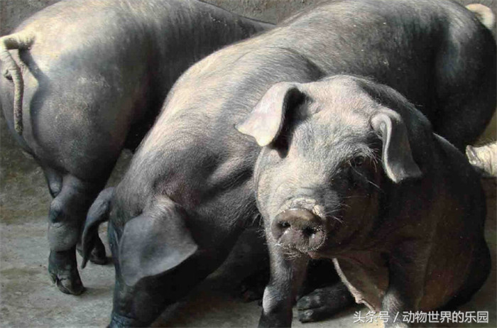 东三省的骄傲：东北民猪，东北地区古老猪种，世界猪品种排行第四 