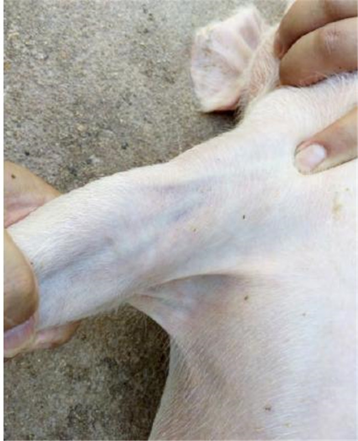 猪场有时需要给猪进行药物静脉推注治疗，但是可能找不准静脉位置，或者对猪的保定不合适。在这里就为大家献上猪前肢静脉推注药物的方法。此方法对病猪因感染细菌导致的关节炎、脑炎或者严重腹泻有很好疗效。  猪静脉注射一般会选用耳静脉，但是仔猪耳静脉比较小操作会比较困难，而且耳静脉汇集颈静脉，大剂量耳静脉推注药物易造成颈静脉高压，导致脑水肿。前肢静脉不汇集颈静脉，1头15 kg保育猪，一次可以推注液体200 mL以上。前肢腕关节静脉浅表，有一段比较直，便于进行静脉推注。一般情况1 d推注1次（严重时1 d推注2次），连续推注3～5 d病猪即可康复。具体做法如下。  准备药物  先根据病情准备好药物，吸入注射器排空备用。一般需准备3类药物，每类药物用一个注射器：第1类是抗生素药物；第2类是补充能量药物；第3类是糖皮质激素药物。  细菌性关节炎    病猪每10 kg体重使用5%葡萄糖生理盐水40 mL，维生素C注射液2 mL，地塞米松2 mL，头孢噻呋钠0.5 g。  细菌性脑炎    病猪每10 kg体重使用50%葡萄糖10 mL，头孢噻呋1 g，地塞米松5 mL。  细菌性腹泻    病猪每10 kg体重使用5%葡萄糖生理盐水50～100 mL，三磷酸腺苷2 mL，阿米卡星0.6 g。  操作方法  两人将猪仰卧保定，一人保定后肢，一人保定一条前肢和猪头    用手指按住前肢静脉近躯端，使静脉充盈    将针头插入静脉，头皮针看到回血。    保定前肢的人，用一指按住前肢静脉近躯端，让静脉充盈，待腕静脉鼓起，用酒精棉球消毒腕部。输液操作者左手中指、无名指、小指握紧猪前肢肘关节，食指和拇指向下绷紧猪腕关节皮肤，使关节静脉不易滚动，右手持6～7号头皮针头插入静脉，看到头皮针管内有回血则针头已插入静脉，针头继续平伸插入静脉，至针头2/3以上没入静脉。接上注射器，稍微后拉活塞，如果头皮针管回血增多则可以进行静脉推注。推注完一种药物，将注射器拿掉头皮针留在静脉里，换另外一个注射器继续推注。等所有药物推注完成，用棉签按住针口将针头拔出，按压1 min到针口不流血即可。