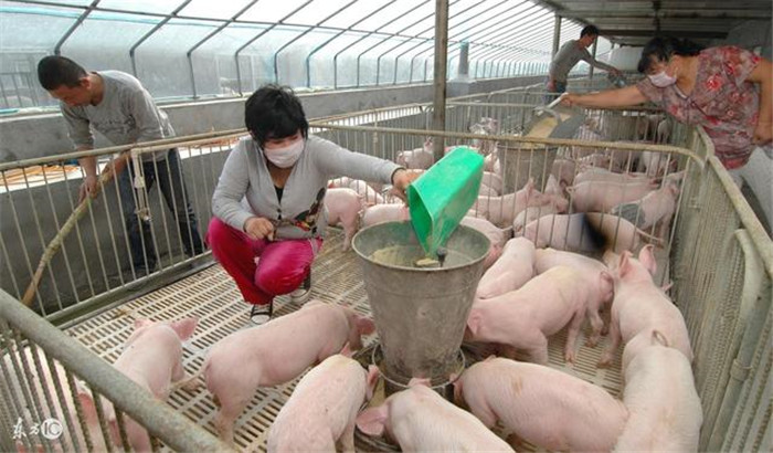 养猪是我国农村传统的养殖项目，2016年、2017年大部分的养猪人都处于盈利之中，然而随着2018年环保税的开始征收，大量散养户的退出、大资金大集团的养殖扩张，养猪业也面临着重大战略转型。那么，2018年养猪前景怎样，到底是不是应该开始养猪创业呢？