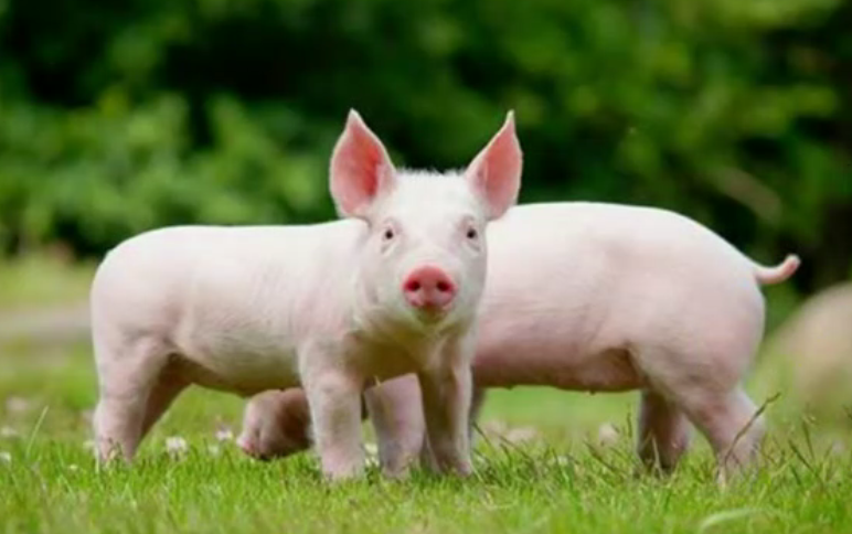 135高效保健养猪技术的一笔账