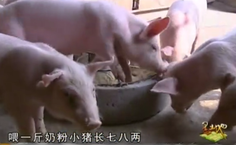 农村养殖大叔“教你”科学养猪，从小就开始喂牛奶省钱省食料！ 