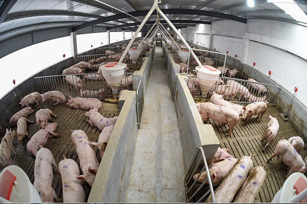 新型发酵床养殖模式，楼上养猪，楼下发酵有机肥