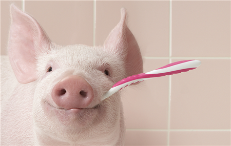 什么是保健养猪技术?什么是135高效保健养猪