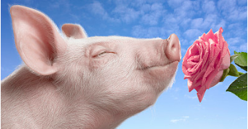 在一年多的低迷后，按照猪周期来看，猪价能否在2018年回升呢？随着养殖巨头陆续披露生产情况，价格可能会越来越悲观。