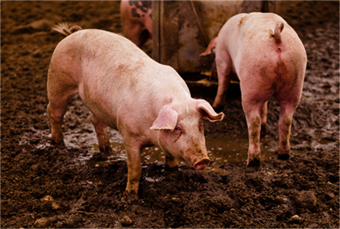冬季猪舍温度低可不止会增加猪病的发病率，对仔猪的成活率也有极大的影响，还会造成育肥猪生产缓慢饲料转化率低，影响猪场经济效益。此外，在保证猪场温度的前提下一定要及时通风，降低猪场有害气体的含量。总之，只有猪场的环境适宜猪的生长发育才能保证猪的健康成长，养殖户要眼观六路耳听八方，时刻把握猪场动态，最大限度降低猪病的发病率。