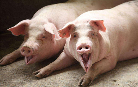 保健养猪——养猪冷知识，养殖户该知道的