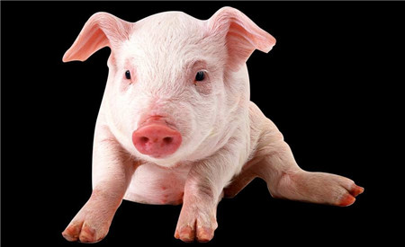 保健养猪——冬季养猪场应注意保暖