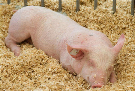 保健养猪—小猪顽固性拉稀，养猪人大剂量猪瘟苗预防，靠谱吗？