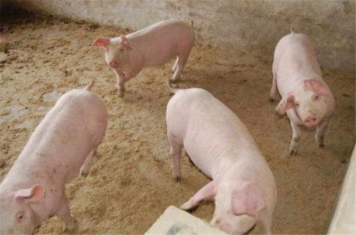 给大家介绍几种中西药结合综合防治猪流行性腹泻病的方法：