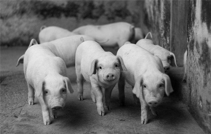 5、明确屠宰时间  前面说过，猪生长前期慢、中期快、后期慢，因此为了节省成本，提高养猪的效率，普通的杂交猪体重为90-100公斤时就要屠宰，经培育的本土猪种屠宰体重为85公斤，培育程度较低或未经培育的土猪屠宰体重为75公斤左右。