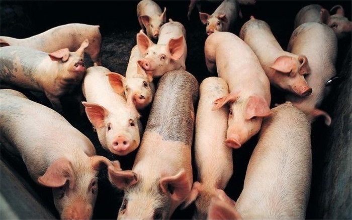 4、注重驱虫防疫  猪体内有寄生虫或者患病都会影响到猪对饲料的消化利用，从而浪费了饲料。因此，养猪时要做好防疫计划，定时驱虫，才能保障猪的健康，提高饲料利用率。