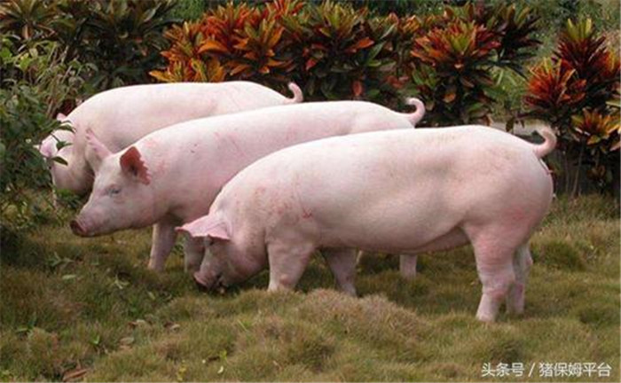 2、讲究投喂方法  猪的生长速度有规律可循，前期生长慢，中期快，后期又慢，因此要采取直线育肥法喂猪，缩短饲养周期。此外喂猪时要精、青、粗合理搭配，要生喂不要熟喂。
