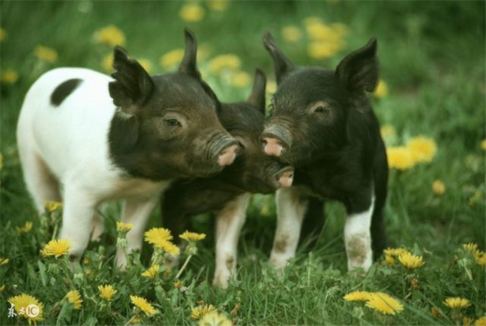 保健养猪篇—免疫力不足的代价
