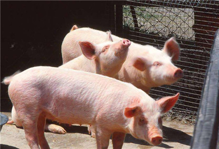 猪价下跌带来的恐慌性抛售十分危险，养猪户把握住出栏节奏