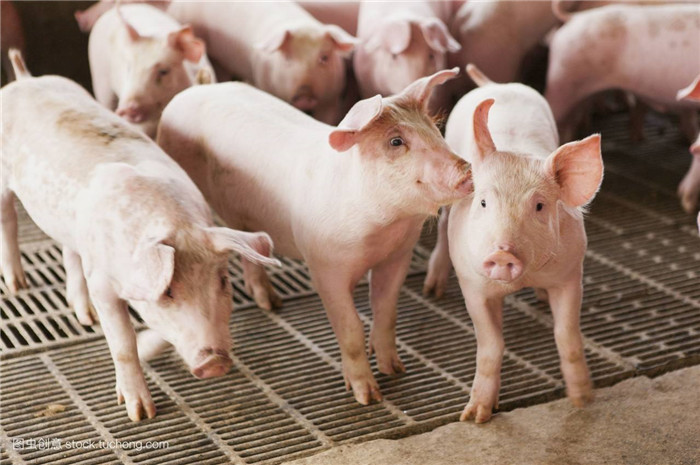 养猪用水泥漏粪板，它的优点是什么？