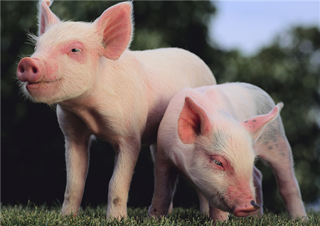 长沙绿叶篇—后备猪饲养管理操作规程