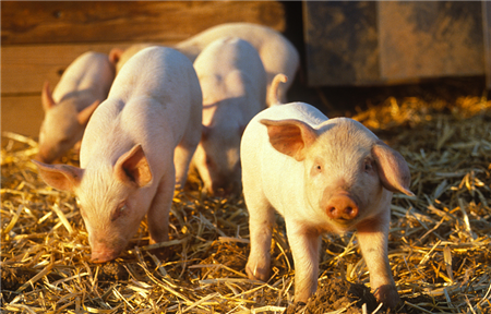 保健养猪篇—在养猪道路上，不用抗生素能用什么？