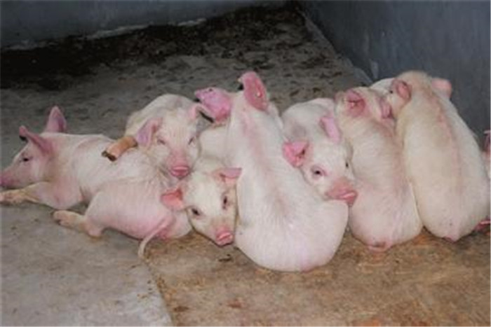 1、僵猪。  僵猪也有很多种，首先胎僵猪是经常遇到的，出生的一窝仔猪中最小的猪，体质很差，生活能力弱，最容易形成僵猪。如果母猪在还没有达到适配年龄，过早的就进行配种，或者母猪妊娠期间饲料管理不当都会导致胎僵猪的产生，这对生产是极为不利的。养殖户不要让后备母猪配种过早，建议8月龄以上，体重达到120kg的母猪再进行配种。还有就是奶僵猪，这类猪在哺乳期间生长极为缓慢，断奶后的仔猪体重很轻，背毛粗乱。出现这种原因的情况有多种，母猪产后炎症过大或者乳头固定不当等。建议养殖户在母猪饲料中添加母猪管家调节乳房发育，让母猪产后奶水更足。