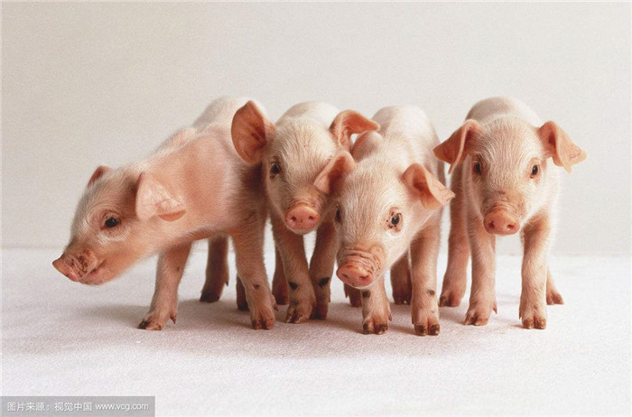 通过以上分析，大家应该对猪为什么只吃不长的原因有了一定的了解，怎么应对养殖户们的心里应该也有对策了，大家在养殖过程中有遇到类似的问题吗？你是怎么解决的呢？