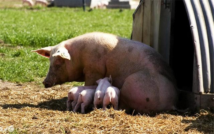 母猪的哺乳期是一个恢复时期，母猪的恢复程度代表了下一批小猪的质量。资料显示，一般情况下，母猪子宫恢复需10-12天时间，而我们饲养过程中是会遇到更多问题，需要的时间会更长。