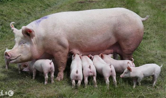 一般胎次少、饲养管理到位的母猪产仔后15~45天就会发情，这说明它的身体已经恢复，且已具备了再怀孕的能力，应该配种。如果没有及时配种，一是其生理机能受到抑制，以后再发情时产生的卵子越来越少；二是母猪越来越肥，更难受孕。所以在此范围内的要及时配种。
