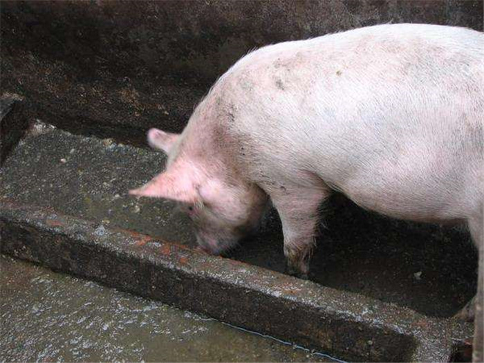 这是老养猪场常用的料槽。不仅不卫生。料槽有剩料，还污染。 