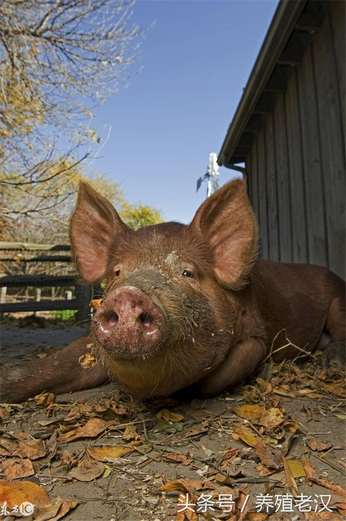 季是猪疥螨病的多发季节，是一种皮肤病，往往引起猪皮肤发生红点，脓包，结痂，皮肤龟裂等症状，疥螨病一旦发生传播速度很快，严重危害猪场的经济效益。
