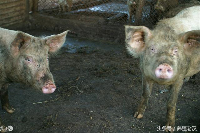 临床症状：  猪疥螨病多发于仔猪，包括哺乳仔猪或刚断奶仔猪；发病初期往往表现在眼颊部和耳根，接着会蔓延到背部和后肢内侧。
