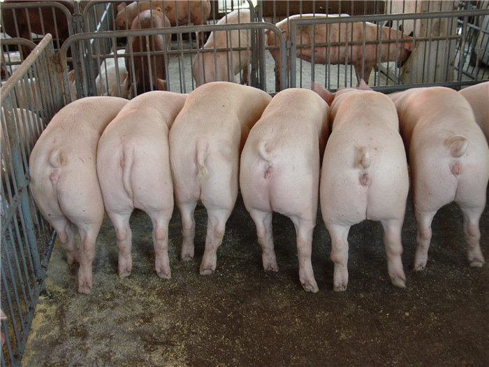 搞养殖的农民注意了！养猪国家给补贴！最高500万元！