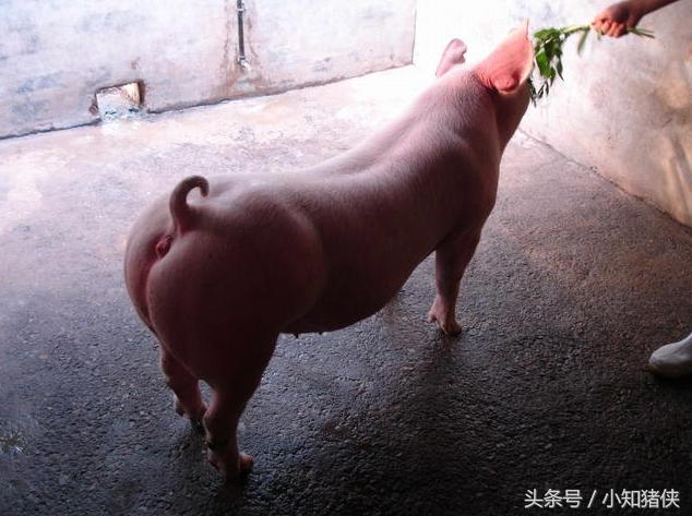  有养殖户为了猪快速生长，并且想要猪生长快速，就胡乱添加抗生素，对消费者健康和食品安全有危害性，为了广大朋友的健康，请适时适量和有针对性的添加抗生素。 
