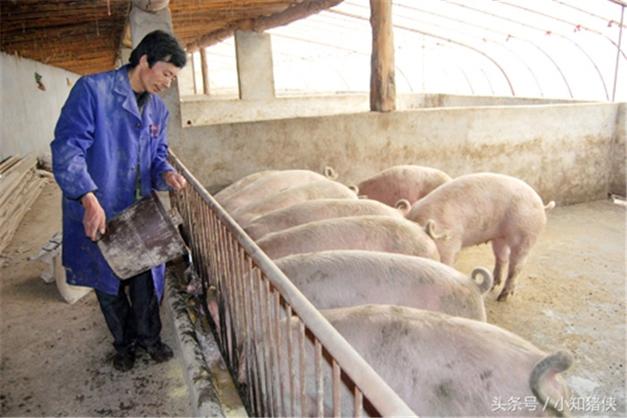 有点养殖户养猪是以水料饲喂，其实这种养猪方式对猪本身是百害无一利的，水料饲喂本身会增加肾的负担，并且不利于消化分泌，想要猪吃得多长得快，采用稠粥料来饲喂。 