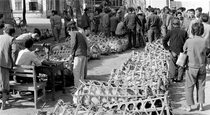 图为1979年，广东顺德杏坛公社龙潭大队的社员们向生产队上缴生猪。 