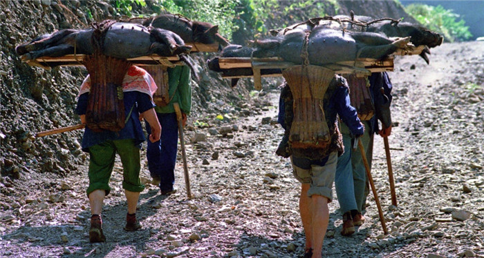 1986年，湖北神农架新华乡，图为山村村民将生猪放在一块长方形木板上用绳子捆绑，用背篓背出山外集市交易。 