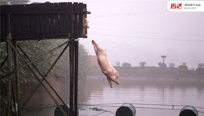 图为2012年11月22日，湖南省宁乡县一养猪户瞄准绿色市场，将饲养的土猪赶往高台进行跳水锻炼，以提高猪肉的品质和口感。 