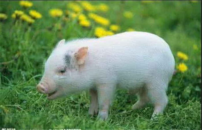 我们知道猪粪便是上佳的肥料，白白扔掉其实是对资源的一种浪费。可把粪污囤积起来作为肥料用于浇灌牧草，可以有效减少养猪的污染，甚至使污染为零。