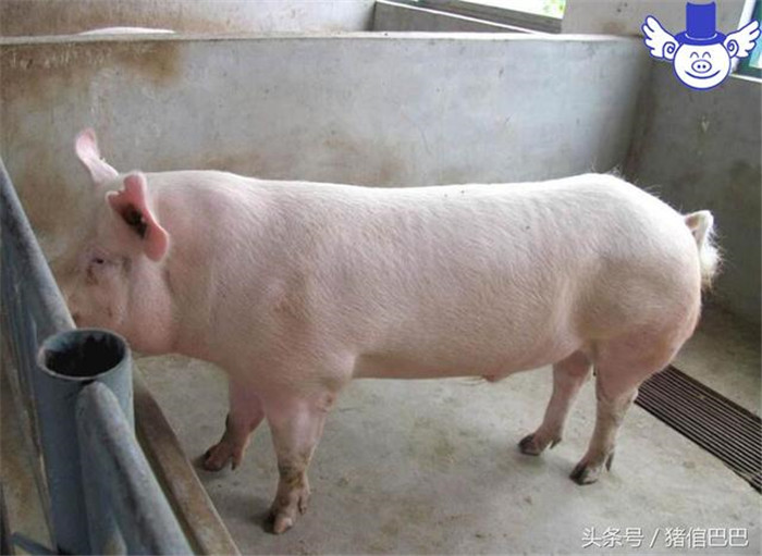 母猪的体内缺乏维生素（主要是维生素E和维生素A）以及各种必须的微量元素，那么也会影响到母猪的正常发情。如果母猪体内锰元素缺乏严重的话，还有可能造成母猪的繁殖机能障碍，这就不止是不发情那么简单了，严重的还有可能导致母猪淘汰。