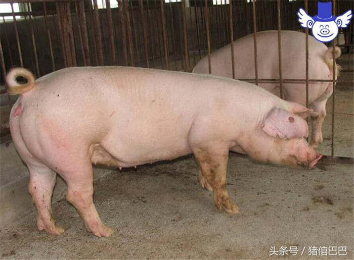 母猪可不能当肥猪养，否则饲料钱可能都白花了