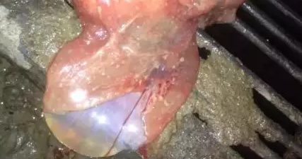 第一种情况:当你看到有一头活仔猪外面包着胎膜,后面跟着大片胎衣的