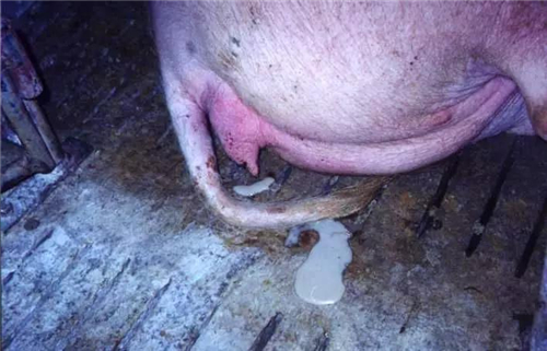 华辰药业：养猪人，保护好猪场生产机器——母猪！