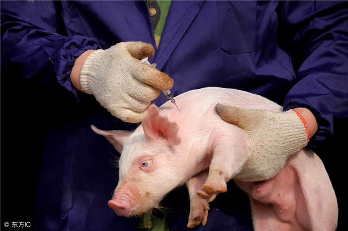 防：养猪重在预防，预防为主，防治结合，可充分减少疫病感染的风险。 