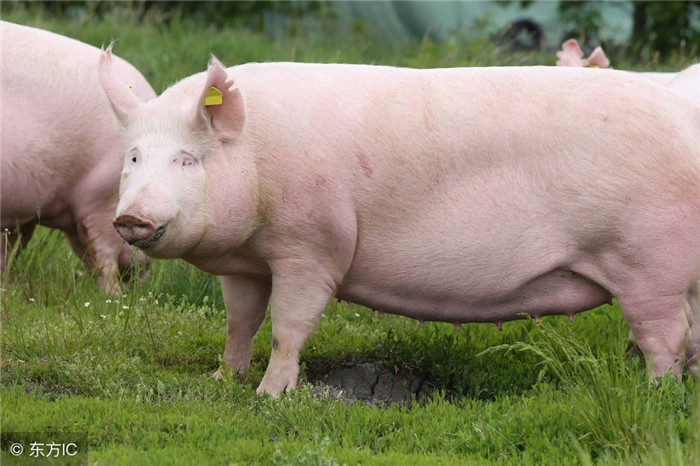 种：选好猪的品种，是养好猪的基础，好的猪种不仅长的快，出栏时间短，饲料报酬还高。 