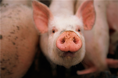 定调！看2018中央农村工作会议对养猪业产生的7点影响