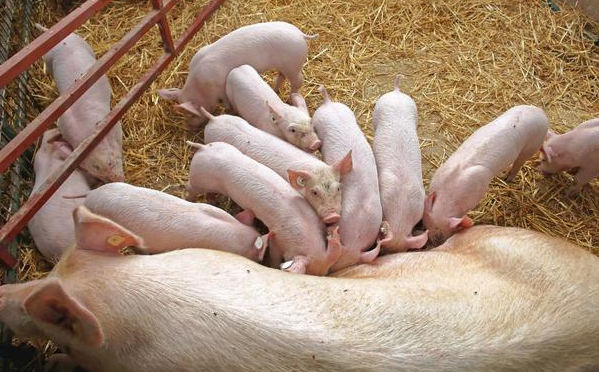 猪场里面，引起死胎的常见传染病，养猪人总结防治方案集锦