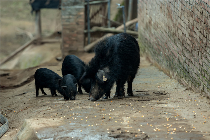 藏香猪又名“人参猪”和“蕨麻猪”，是一种畜禽品种，是川西高原、云南、西藏、甘肃甘南和岷县特有的一种古老畜种资源，是西藏原始的瘦肉型猪种，属于外牧养类。 