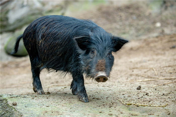 这头猪去过西藏或者高原的人一定认识，它就是有名的藏香猪。