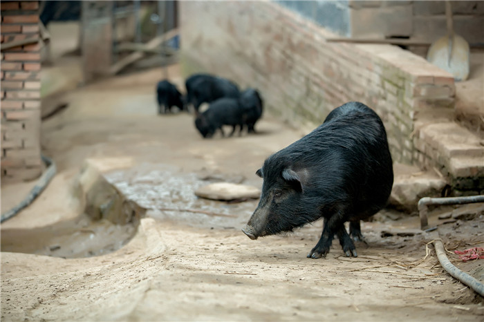藏香猪是藏民的传统民族美食。尤其是猪皮，口味Q弹爽嫩，远异于一般生猪，藏香猪还是我国唯一的放牧型猪种生长在海拔3000——4000米的高原地带，以天然野生可食性植物及果实为主食，成年猪平均体重不足40公斤。 