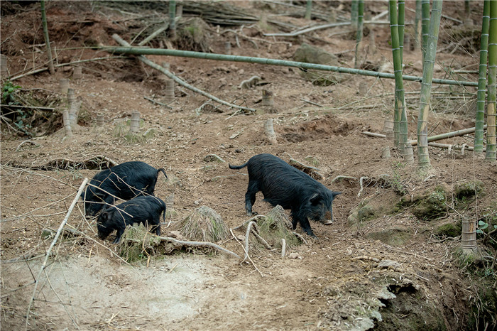 藏香猪因为它独特的营养地位，原生态的成长环境和鲜美的滋味，被称为“高原之珍”。随着养殖业的发展，藏香猪的养殖也呈多元化态势。 
