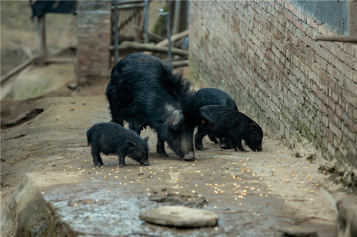 藏香猪主要原产地四川阿坝州、甘孜州、云南香格里拉，西藏林芝地区，甘肃的甘南和岷县地区。藏香猪的品质上有“六个最”，即： 肉品中氨基酸含量最高，微量元素最高，脂肪含量最低，猪肠最长，猪皮最薄，鬃毛最长。 