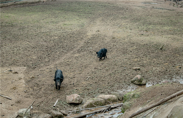 近日，小编在郴州市苏仙区喻家寨冯家湾村见到了满山跑的藏香猪。 
