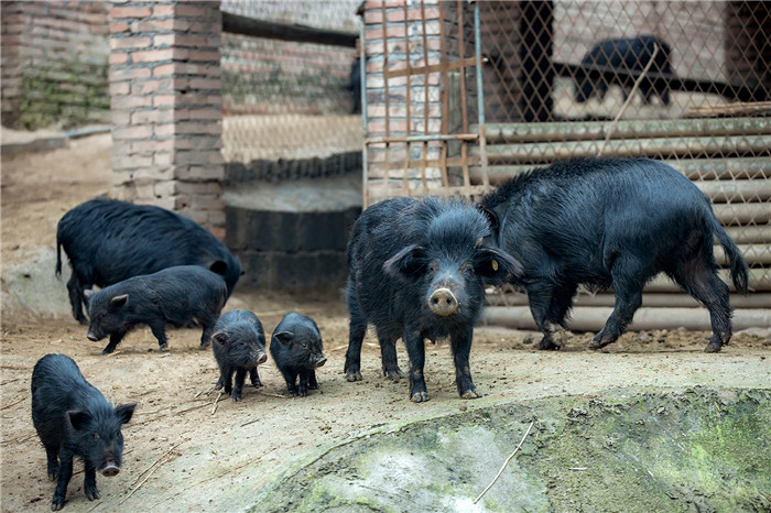 据老板小钟介绍，藏香猪成年后平均体重不超过40公斤，要足足养一年才能达到。 